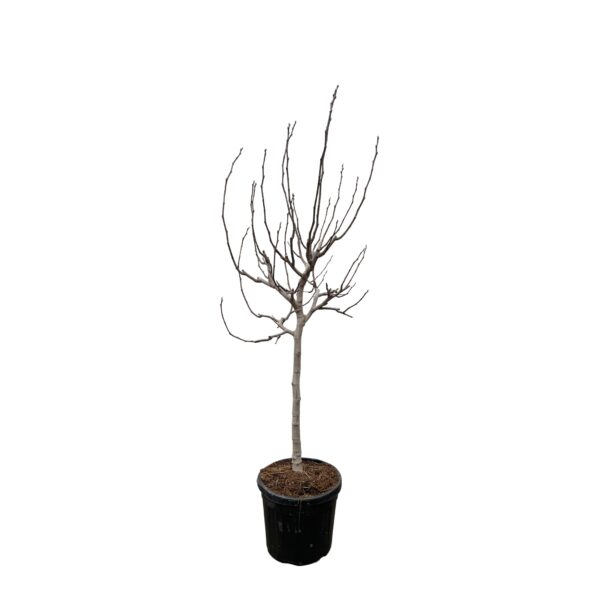 Ficus Carica op stam en pot Ø48cm. Plante verte type Ficus Carica op stam, livrée en pot, idéale pour intérieur lumineux.