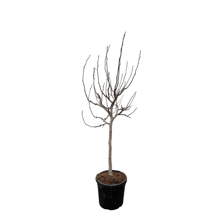 Ficus Carica op stam en pot Ø48cm. Plante verte type Ficus Carica op stam, livrée en pot, idéale pour intérieur lumineux.