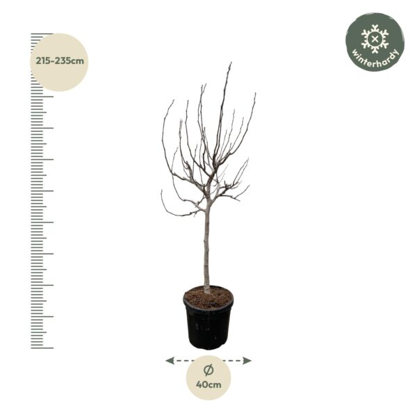Ficus Carica op stam en pot Ø48cm. Plante verte type Ficus Carica op stam, livrée en pot, idéale pour intérieur lumineux. – Image 2