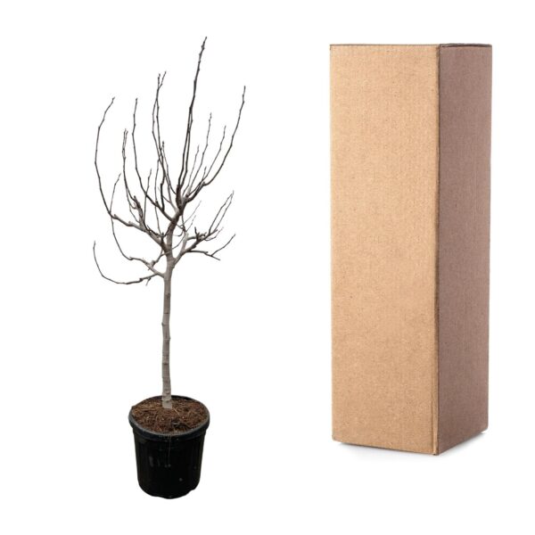 Ficus Carica op stam en pot Ø48cm. Plante verte type Ficus Carica op stam, livrée en pot, idéale pour intérieur lumineux. – Image 3