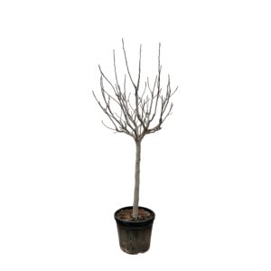 Ficus Carica op stam en pot Ø45cm. Plante verte type Ficus Carica op stam, livrée en pot, idéale pour intérieur lumineux.