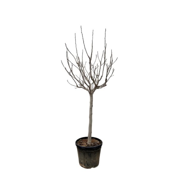 Ficus Carica op stam en pot Ø45cm. Plante verte type Ficus Carica op stam, livrée en pot, idéale pour intérieur lumineux.