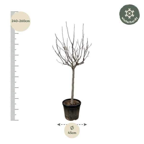Ficus Carica op stam en pot Ø45cm. Plante verte type Ficus Carica op stam, livrée en pot, idéale pour intérieur lumineux. – Image 2