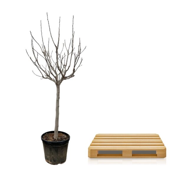 Ficus Carica op stam en pot Ø45cm. Plante verte type Ficus Carica op stam, livrée en pot, idéale pour intérieur lumineux. – Image 3