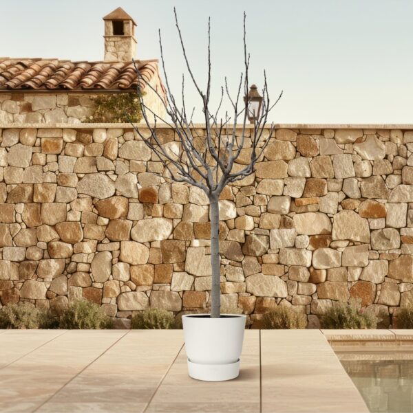 Ficus Carica op stam en pot Ø45cm. Plante verte type Ficus Carica op stam, livrée en pot, idéale pour intérieur lumineux. – Image 4