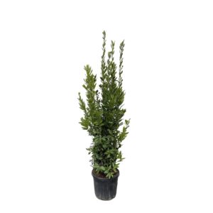 Laurus Nobilis struik en pot Ø40cm. Plante verte type Laurus Nobilis struik, livrée en pot, idéale pour intérieur lumineux.