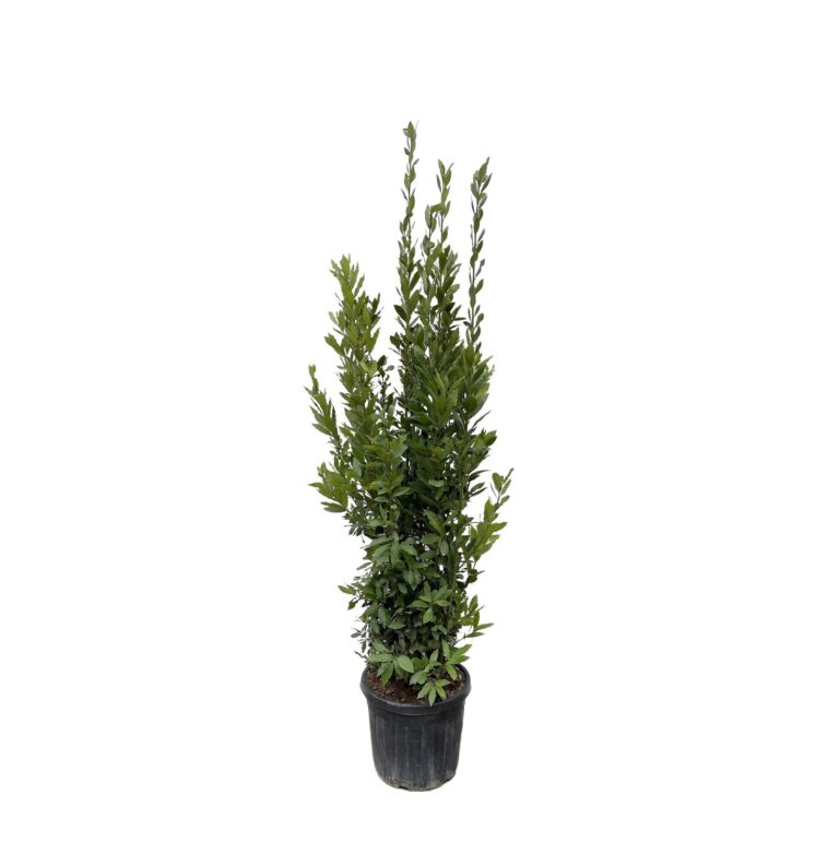 Laurus Nobilis struik en pot Ø40cm. Plante verte type Laurus Nobilis struik, livrée en pot, idéale pour intérieur lumineux.