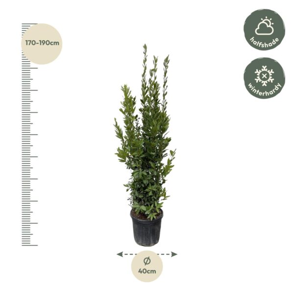 Laurus Nobilis struik en pot Ø40cm. Plante verte type Laurus Nobilis struik, livrée en pot, idéale pour intérieur lumineux. – Image 2