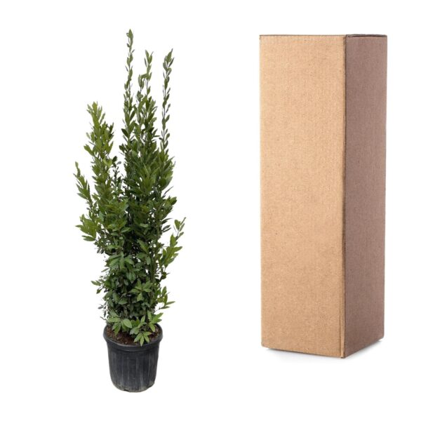 Laurus Nobilis struik en pot Ø40cm. Plante verte type Laurus Nobilis struik, livrée en pot, idéale pour intérieur lumineux. – Image 3