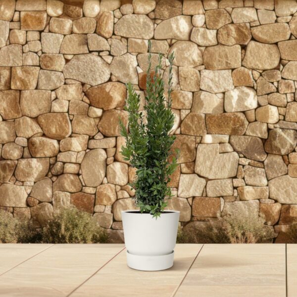 Laurus Nobilis struik en pot Ø40cm. Plante verte type Laurus Nobilis struik, livrée en pot, idéale pour intérieur lumineux. – Image 4