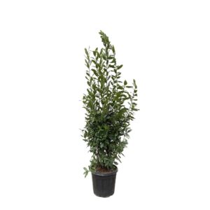 Laurus Nobilis struik en pot Ø50cm. Plante verte type Laurus Nobilis struik, livrée en pot, idéale pour intérieur lumineux.