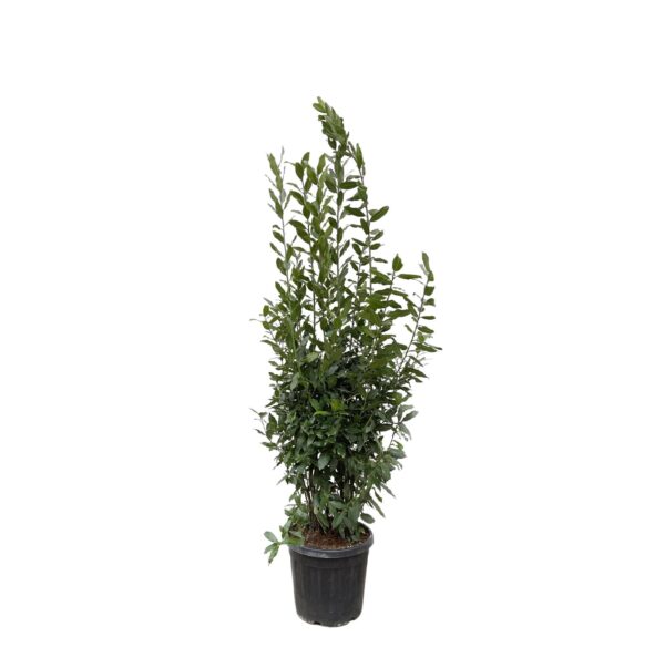 Laurus Nobilis struik en pot Ø50cm. Plante verte type Laurus Nobilis struik, livrée en pot, idéale pour intérieur lumineux.
