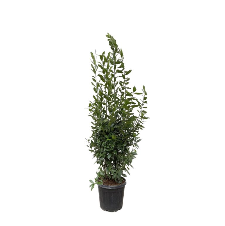 Laurus Nobilis struik en pot Ø50cm. Plante verte type Laurus Nobilis struik, livrée en pot, idéale pour intérieur lumineux.
