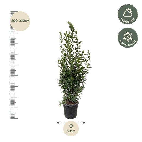 Laurus Nobilis struik en pot Ø50cm. Plante verte type Laurus Nobilis struik, livrée en pot, idéale pour intérieur lumineux. – Image 2