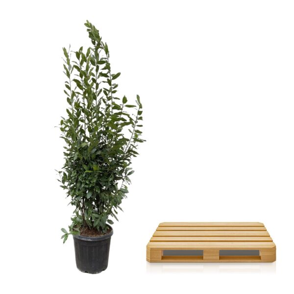 Laurus Nobilis struik en pot Ø50cm. Plante verte type Laurus Nobilis struik, livrée en pot, idéale pour intérieur lumineux. – Image 3