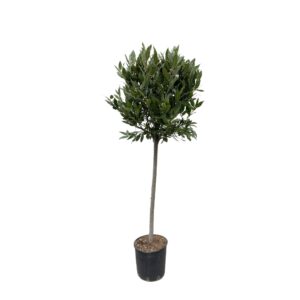 Laurus Nobilis stam en pot Ø40cm. Plante verte type Laurus Nobilis stam, livrée en pot, idéale pour intérieur lumineux.