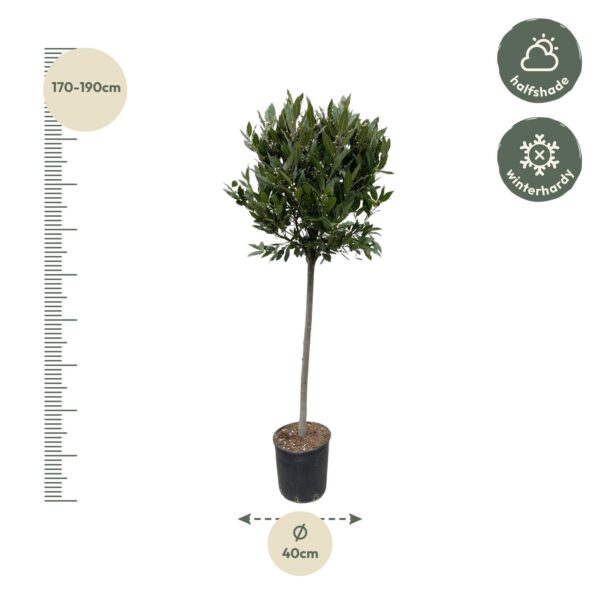 Laurus Nobilis stam en pot Ø40cm. Plante verte type Laurus Nobilis stam, livrée en pot, idéale pour intérieur lumineux. – Image 2