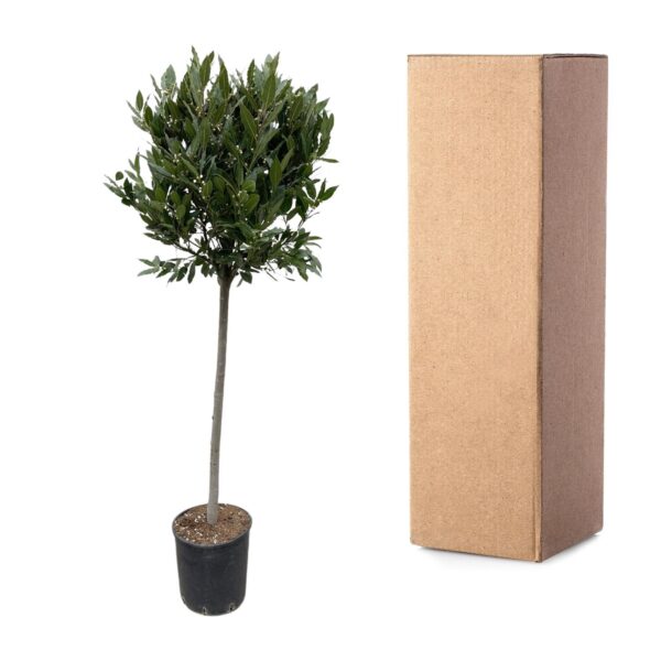 Laurus Nobilis stam en pot Ø40cm. Plante verte type Laurus Nobilis stam, livrée en pot, idéale pour intérieur lumineux. – Image 3
