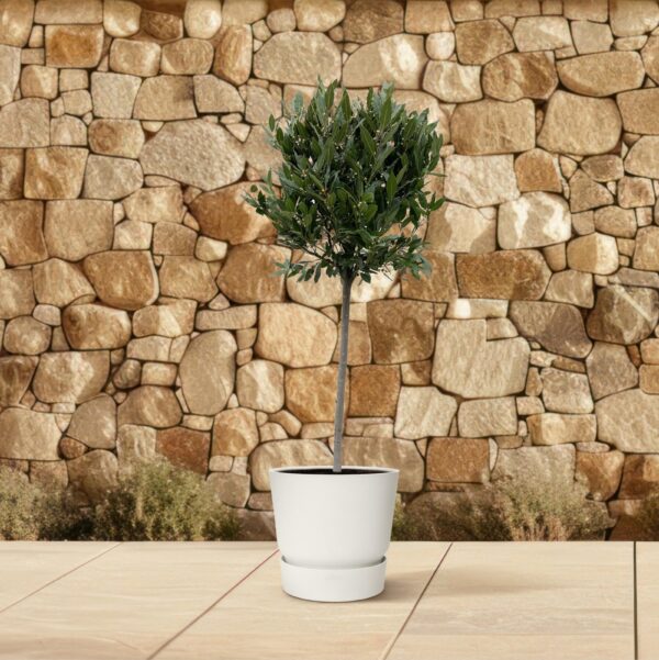 Laurus Nobilis stam en pot Ø40cm. Plante verte type Laurus Nobilis stam, livrée en pot, idéale pour intérieur lumineux. – Image 4