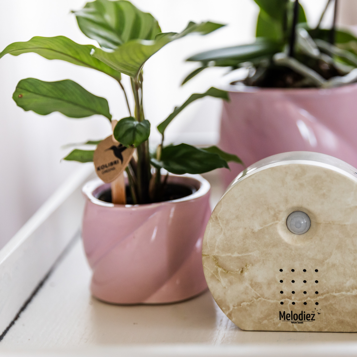 Melodiez music box en pot. Plante verte type Melodiez music box, livrée en pot, idéale pour intérieur lumineux. – Image 4