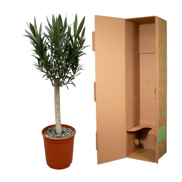 Nerium Oleander op stam met rode bloem en pot Ø22cm. Plante verte type Nerium Oleander op stam met rode bloem, livrée en pot, idéale pour intérieur lumineux. – Image 3