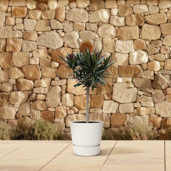 Nerium Oleander op stam met rode bloem en pot Ø22cm. Plante verte type Nerium Oleander op stam met rode bloem, livrée en pot, idéale pour intérieur lumineux. – Image 4