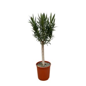 Nerium Oleander op stam met witte bloem en pot Ø22cm. Plante verte type Nerium Oleander op stam met witte bloem, livrée en pot, idéale pour intérieur lumineux.