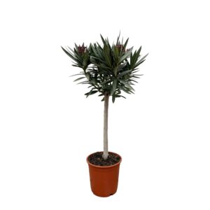 Nerium Oleander op stam met witte bloem en pot Ø19cm. Plante verte type Nerium Oleander op stam met witte bloem, livrée en pot, idéale pour intérieur lumineux.