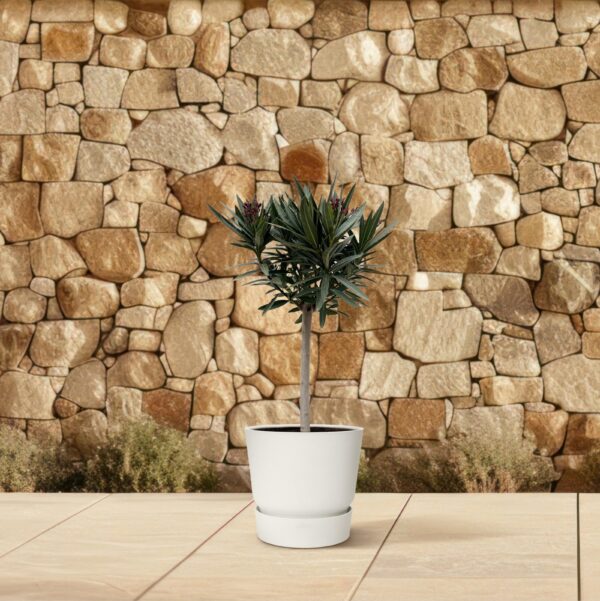 Nerium Oleander op stam met witte bloem en pot Ø19cm. Plante verte type Nerium Oleander op stam met witte bloem, livrée en pot, idéale pour intérieur lumineux. – Image 4