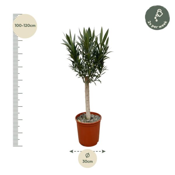 Nerium Oleander op stam met roze bloem en pot Ø22cm. Plante verte type Nerium Oleander op stam met roze bloem, livrée en pot, idéale pour intérieur lumineux. – Image 2