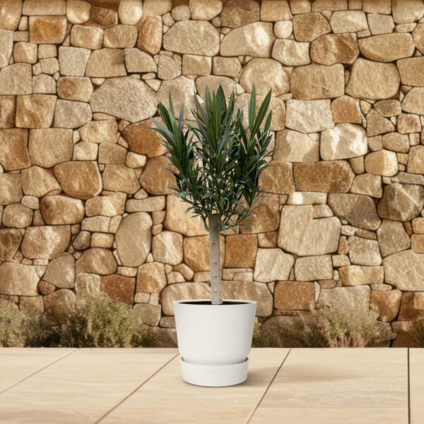 Nerium Oleander op stam met roze bloem en pot Ø22cm. Plante verte type Nerium Oleander op stam met roze bloem, livrée en pot, idéale pour intérieur lumineux. – Image 4