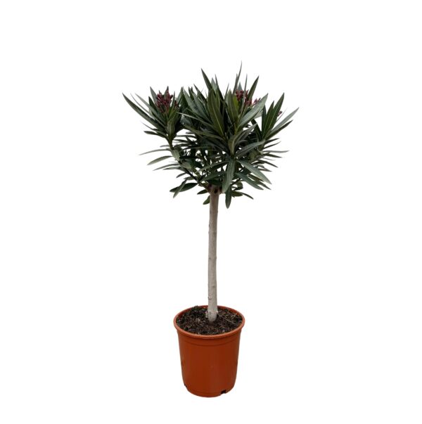 Nerium Oleander op stam met roze bloem en pot Ø22cm. Plante verte type Nerium Oleander op stam met roze bloem, livrée en pot, idéale pour intérieur lumineux.