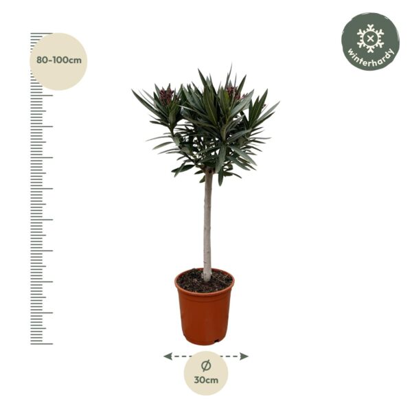 Nerium Oleander op stam met roze bloem en pot Ø22cm. Plante verte type Nerium Oleander op stam met roze bloem, livrée en pot, idéale pour intérieur lumineux. – Image 2