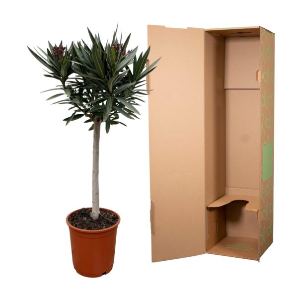 Nerium Oleander op stam met roze bloem en pot Ø22cm. Plante verte type Nerium Oleander op stam met roze bloem, livrée en pot, idéale pour intérieur lumineux. – Image 3