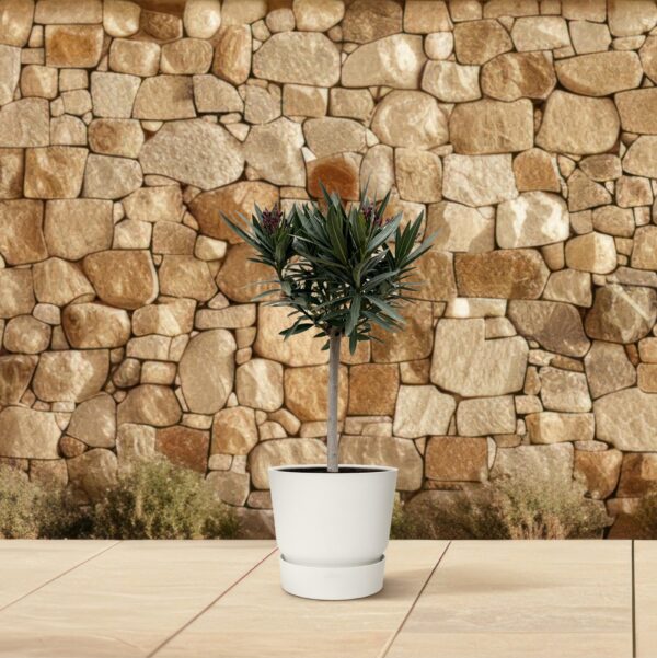 Nerium Oleander op stam met roze bloem en pot Ø22cm. Plante verte type Nerium Oleander op stam met roze bloem, livrée en pot, idéale pour intérieur lumineux. – Image 4