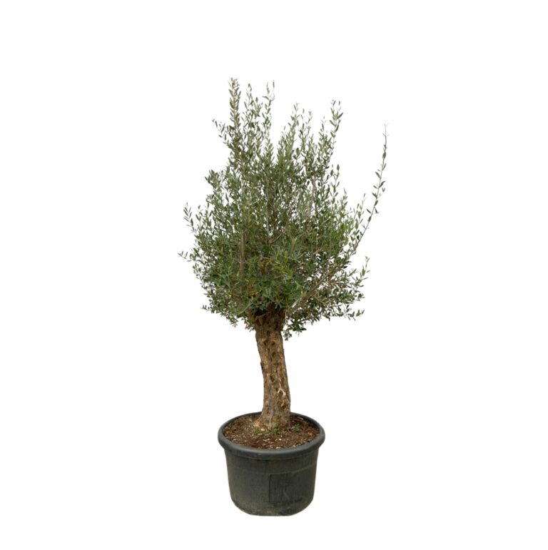 Olea Europaea Bonsai en pot Ø65cm. Plante verte type Olea Europaea Bonsai, livrée en pot, idéale pour intérieur lumineux.