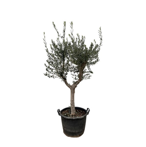 Olea Europaea Cultivo en pot Ø40cm. Plante verte type Olea Europaea Cultivo, livrée en pot, idéale pour intérieur lumineux.