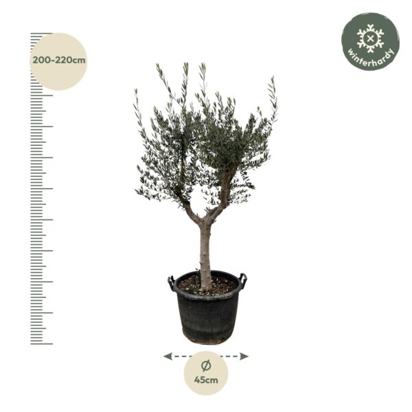 Olea Europaea Cultivo en pot Ø40cm. Plante verte type Olea Europaea Cultivo, livrée en pot, idéale pour intérieur lumineux. – Image 2