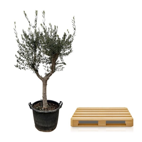 Olea Europaea Cultivo en pot Ø40cm. Plante verte type Olea Europaea Cultivo, livrée en pot, idéale pour intérieur lumineux. – Image 3