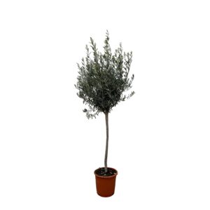 Olea Europaea op stam en pot Ø24cm. Plante verte type Olea Europaea op stam, livrée en pot, idéale pour intérieur lumineux.