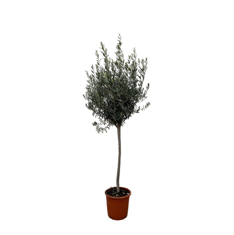 Olea Europaea op stam en pot Ø24cm. Plante verte type Olea Europaea op stam, livrée en pot, idéale pour intérieur lumineux.