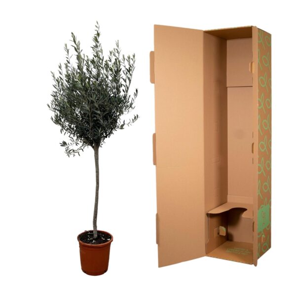 Olea Europaea op stam en pot Ø24cm. Plante verte type Olea Europaea op stam, livrée en pot, idéale pour intérieur lumineux. – Image 2