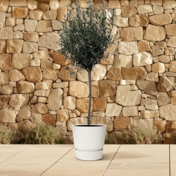 Olea Europaea op stam en pot Ø24cm. Plante verte type Olea Europaea op stam, livrée en pot, idéale pour intérieur lumineux. – Image 3