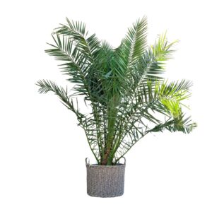 Phoenix Canariensis en pot Ø50cm. Plante verte type Phoenix Canariensis, livrée en pot, idéale pour intérieur lumineux.