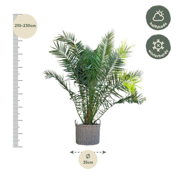 Phoenix Canariensis en pot Ø50cm. Plante verte type Phoenix Canariensis, livrée en pot, idéale pour intérieur lumineux. – Image 2