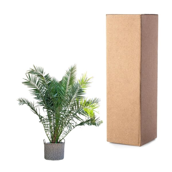 Phoenix Canariensis en pot Ø50cm. Plante verte type Phoenix Canariensis, livrée en pot, idéale pour intérieur lumineux. – Image 3