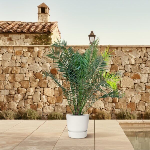 Phoenix Canariensis en pot Ø50cm. Plante verte type Phoenix Canariensis, livrée en pot, idéale pour intérieur lumineux. – Image 4