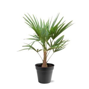 Trachycarpus Fortunei en pot Ø21cm. Plante verte type Trachycarpus Fortunei, livrée en pot, idéale pour intérieur lumineux.