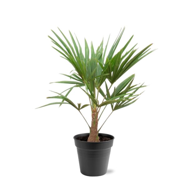 Trachycarpus Fortunei en pot Ø21cm. Plante verte type Trachycarpus Fortunei, livrée en pot, idéale pour intérieur lumineux.