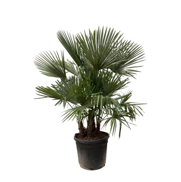 Trachycarpus multi stam en pot Ø50cm. Plante verte type Trachycarpus multi stam, livrée en pot, idéale pour intérieur lumineux.